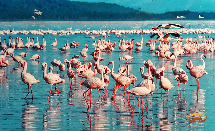 Kenya-Tanzania Thiên đường hoang dã